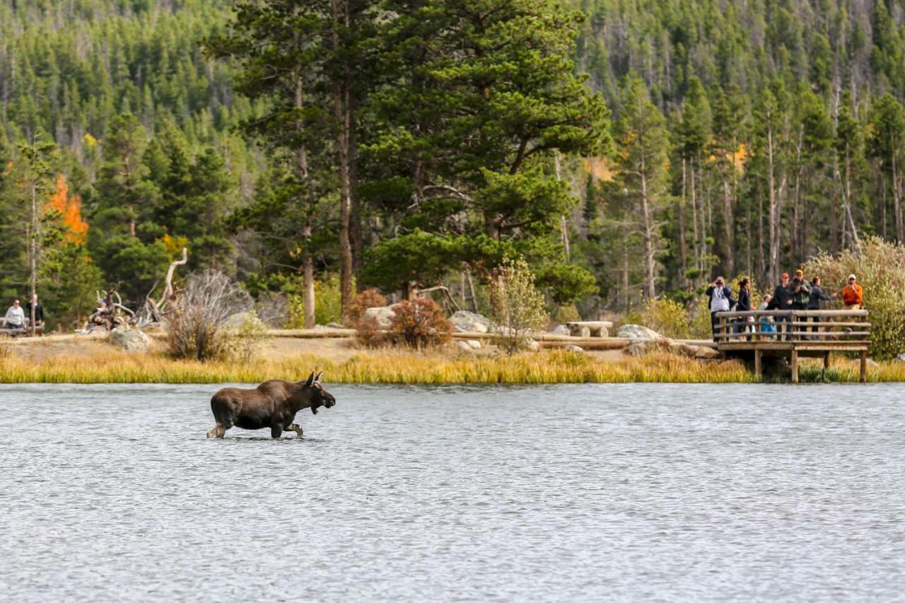 Quiet In The Pines - Permit #3120 Apartment Estes Park Luaran gambar